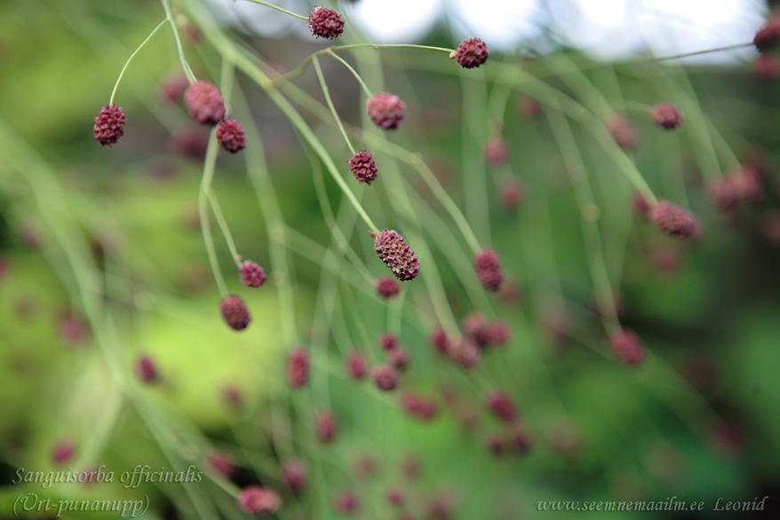 Sanguisorba officinalis, Ürt-punanupp, Great Burnet, official burnet, burnet bloodwort, common burnet, Punaluppio, rohtoluppio, isoluppio, Blodtopp. Poterium officinale, Sanguisorba microcephala, mustnupp, Кровохлёбка лекарственная, аптечная, Черноголовник кровохлёбковый.